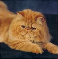 /album/tudosobrecachorrosegatos/gato-fofinho-jpg1/